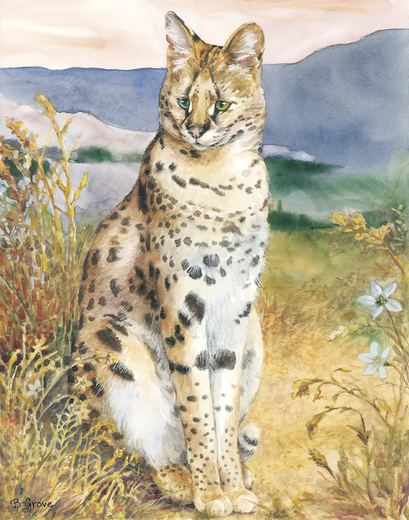 African Serval II by Beth Grove