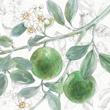Citrus Wings VI by Beth Grove. SKU 97259a. Archival Giclee Fine art print for wall decor.