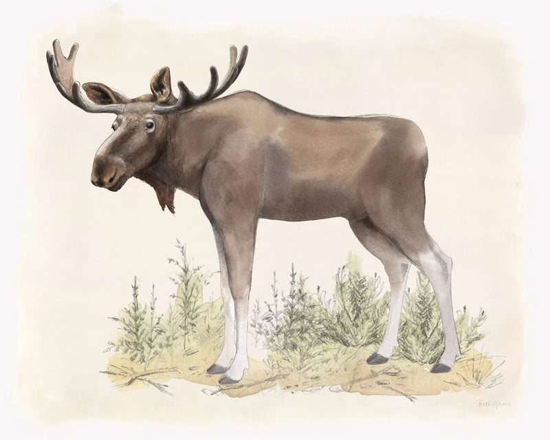 Wilderness Collection Moose by Beth Grove