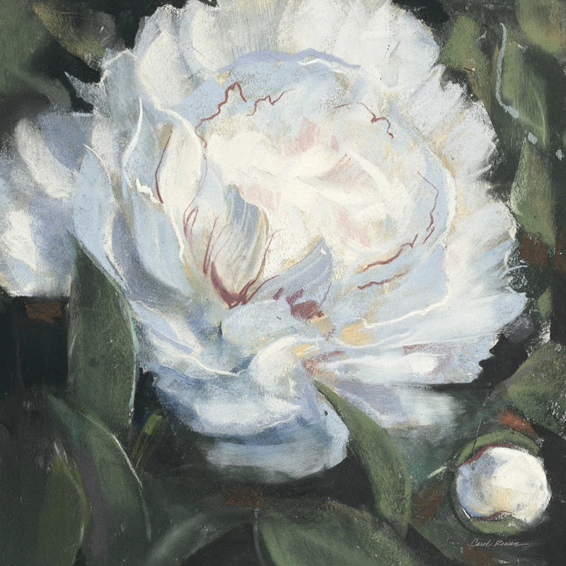 Peony I v2 by Carol Rowan