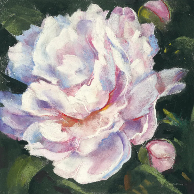Peony III by Carol Rowan. SKU 41463a. Archival Giclee Fine art print for wall decor.