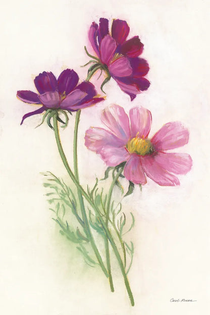 Purple Cosmos by Carol Rowan. SKU 95139h. Archival Giclee Fine art print for wall decor.