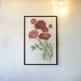 Red Ranunculus by Carol Rowan. shown as a paper print in a black flame. Available as a archival giclee rolled canvas, fine art paper, or poster print. SKU 95140h.