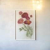 Red Ranunculus by Carol Rowan. shown as a paper print in a white frame. Available as a archival giclee rolled canvas, fine art paper, or poster print. SKU 95140h.