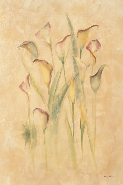 Blushing Calla Lilies by Cheri Blum. SKU 7043h. Archival Giclee Fine art print for wall decor.