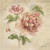 Coral Rose on Antique Linen Light by Cheri Blum. SKU 90525a. Archival Giclee Fine art print for wall decor.