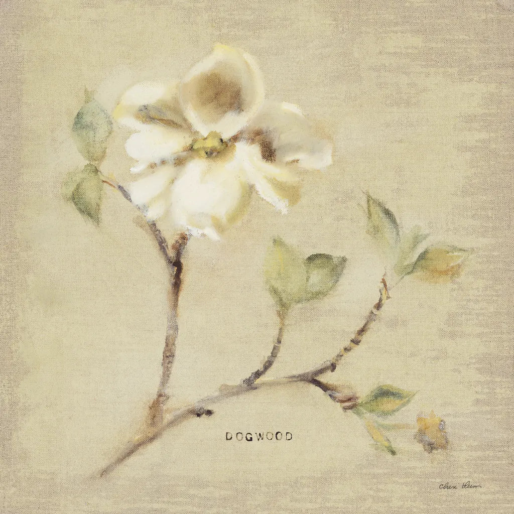 Dogwood Blossom by Cheri Blum. SKU 7020a. Archival Giclee Fine art print for wall decor.