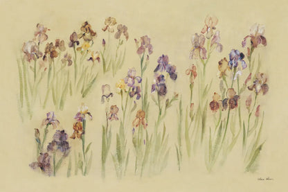 Field of Irises by Cheri Blum. SKU 7223i. Archival Giclee Fine art print for wall decor.