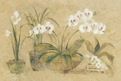 Four Potted Orchids by Cheri Blum. SKU 6863i. Archival Giclee Fine art print for wall decor.