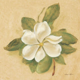 Magnolia Crop by Cheri Blum. SKU 7111a. Archival Giclee Fine art print for wall decor.