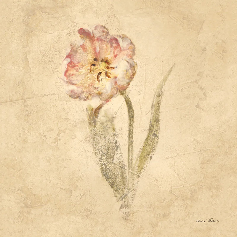 May Wonder Tulip by Cheri Blum. SKU 7352a. Archival Giclee Fine art print for wall decor.