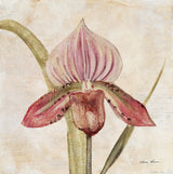 Orchid III by Cheri Blum. SKU 90730a. Archival Giclee Fine art print for wall decor.