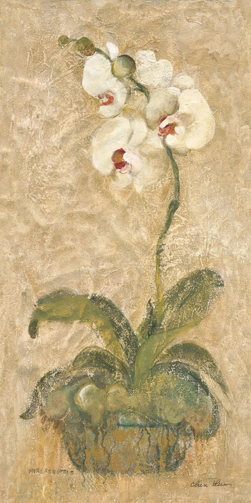 Phalaenopsis by Cheri Blum