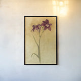 Purple Day Lily by Cheri Blum. shown as a paper print in a black flame. Available as a archival giclee rolled canvas, fine art paper, or poster print. SKU 7538h.