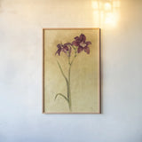 Purple Day Lily by Cheri Blum. shown as a paper print in a natural frame. Available as a archival giclee rolled canvas, fine art paper, or poster print. SKU 7538h.
