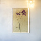 Purple Day Lily by Cheri Blum. shown as a paper print in a white frame. Available as a archival giclee rolled canvas, fine art paper, or poster print. SKU 7538h.
