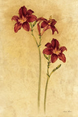 Red Day Lily by Cheri Blum. SKU 7539h. Archival Giclee Fine art print for wall decor.