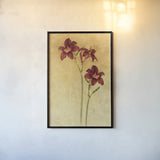 Red Day Lily by Cheri Blum. shown as a paper print in a black flame. Available as a archival giclee rolled canvas, fine art paper, or poster print. SKU 7539h.