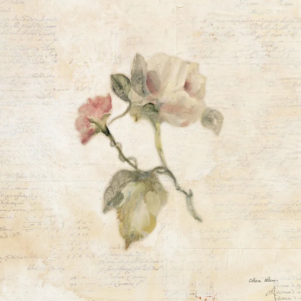 Rose on Script II by Cheri Blum. SKU 88649a. Archival Giclee Fine art print for wall decor.