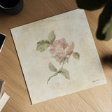 Rose on Script III by Cheri Blum. Shown as a detailed flat fine art print, highlighting archival giclee quality. Available as an archival giclee rolled canvas, fine art paper, or poster print. SKU 88650a.
