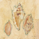 Shells I by Cheri Blum. SKU 7248a. Archival Giclee Fine art print for wall decor.