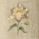 Velvet Peony by Cheri Blum. SKU 88660a. Archival Giclee Fine art print for wall decor.