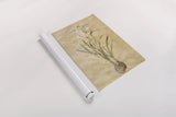White Narcissus by Cheri Blum. shown as a rolled paper print. Available as archival giclee rolled canvas, fine art paper, or poster print. SKU 7121h.