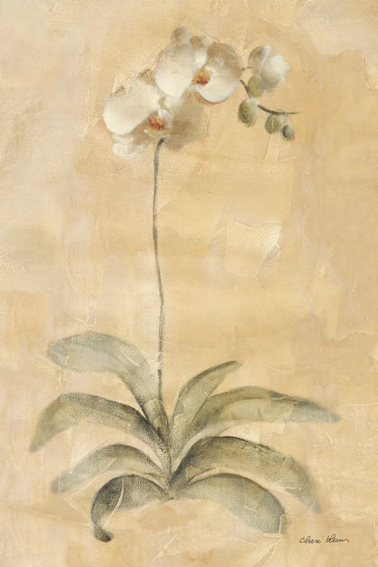 White Orchid by Cheri Blum. SKU 7120h. Archival Giclee Fine art print for wall decor.