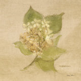 White Velvet Hydrangea by Cheri Blum. SKU 6973a. Archival Giclee Fine art print for wall decor.