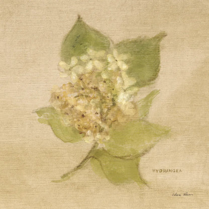 White Velvet Hydrangea by Cheri Blum. SKU 6973a. Archival Giclee Fine art print for wall decor.