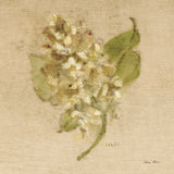 White Velvet Lilac by Cheri Blum. SKU 6974a. Archival Giclee Fine art print for wall decor.