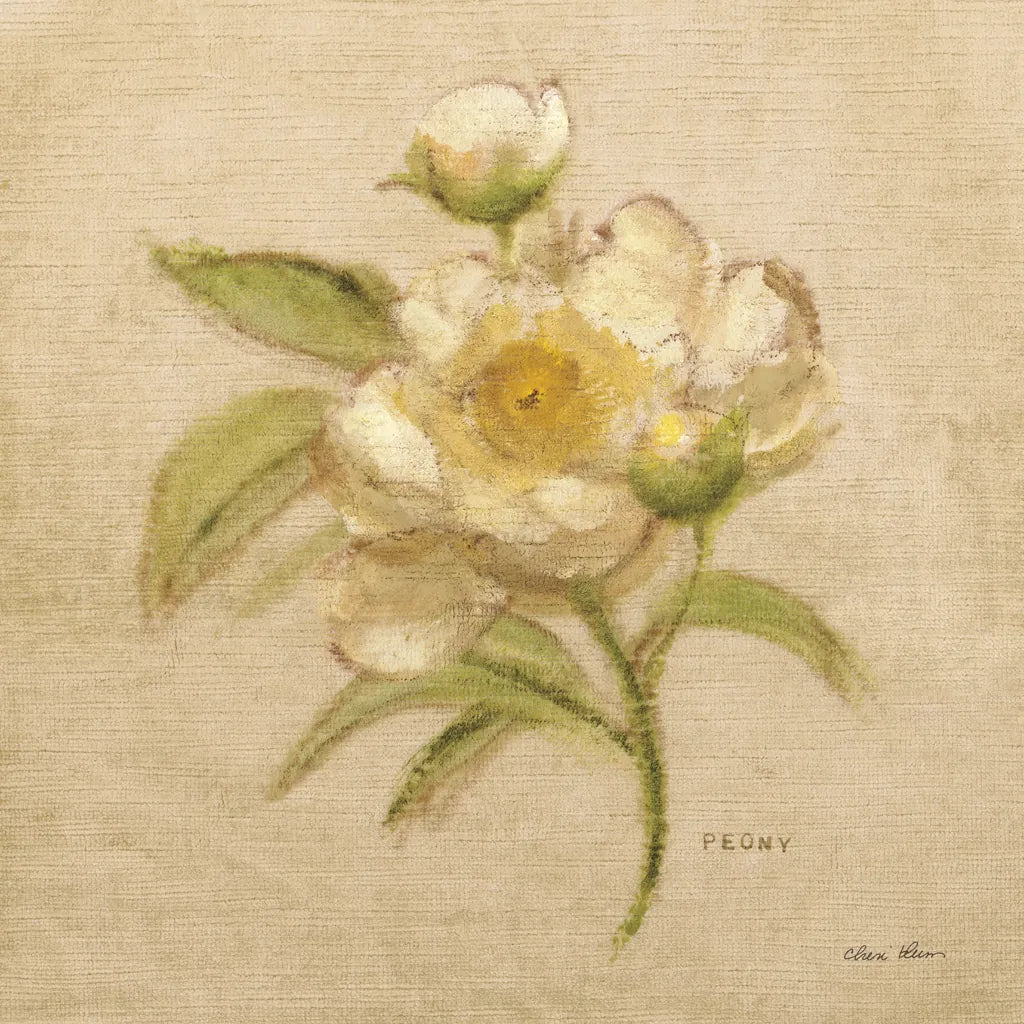 White Velvet Peony by Cheri Blum. SKU 6975a. Archival Giclee Fine art print for wall decor.