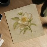 White Velvet Peony by Cheri Blum. Shown as a detailed flat fine art print, highlighting archival giclee quality. Available as an archival giclee rolled canvas, fine art paper, or poster print. SKU 6975a.