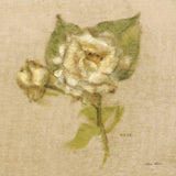 White Velvet Rose by Cheri Blum. SKU 6972a. Archival Giclee Fine art print for wall decor.