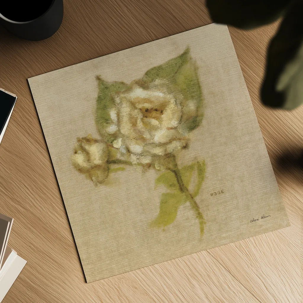 White Velvet Rose by Cheri Blum. Shown as a detailed flat fine art print, highlighting archival giclee quality. Available as an archival giclee rolled canvas, fine art paper, or poster print. SKU 6972a.