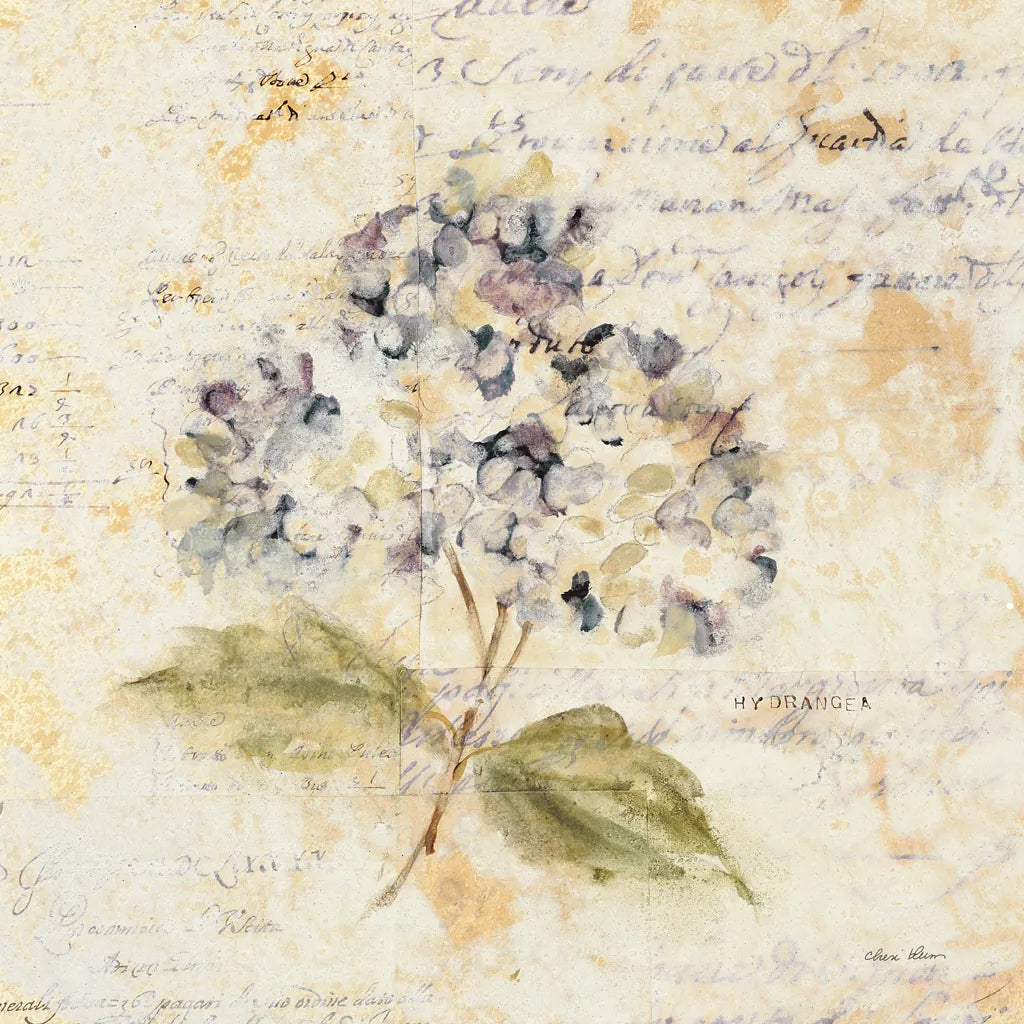 White Wash Hydrangea by Cheri Blum. SKU 7031a. Archival Giclee Fine art print for wall decor.