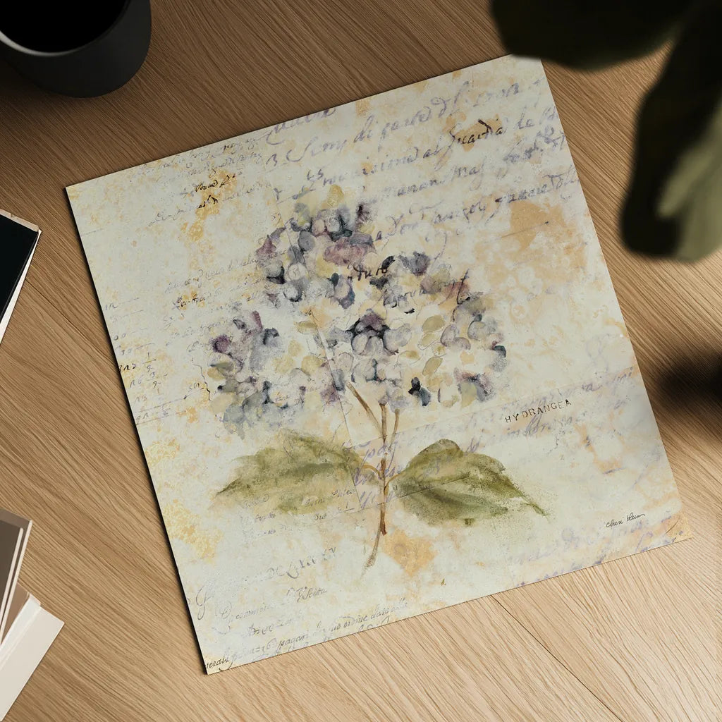 White Wash Hydrangea by Cheri Blum. Shown as a detailed flat fine art print, highlighting archival giclee quality. Available as an archival giclee rolled canvas, fine art paper, or poster print. SKU 7031a.