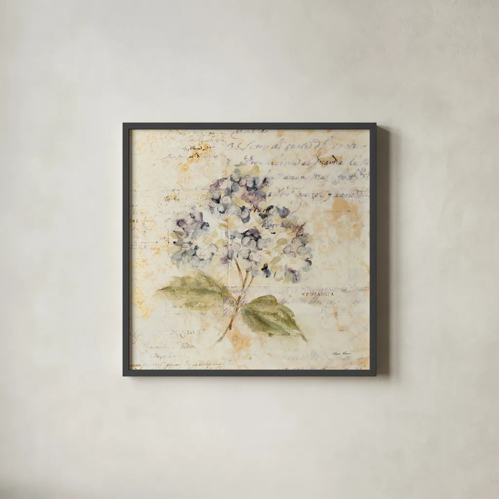 White Wash Hydrangea by Cheri Blum. Shown in a sleek black glass frame for a contemporary gallery look. Available as an archival giclee rolled canvas, fine art paper, or poster print. SKU 7031a.