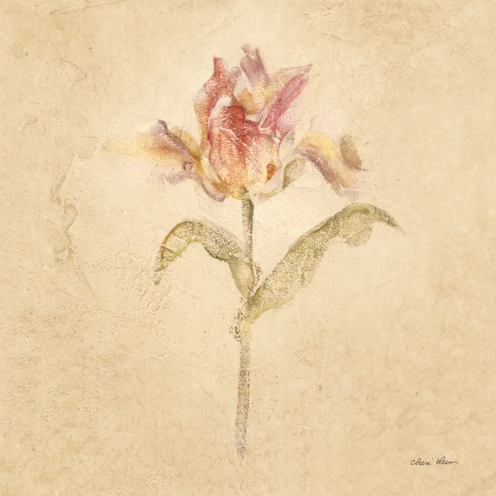 Zoomer Schoon Tulip by Cheri Blum. SKU 7353a. Archival Giclee Fine art print for wall decor.