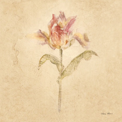 Zoomer Schoon Tulip by Cheri Blum. SKU 7353a. Archival Giclee Fine art print for wall decor.