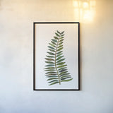 Forest Fern Trio II by Cheryl Warrick. shown as a paper print in a black flame. Available as a archival giclee rolled canvas, fine art paper, or poster print. SKU 86948h.
