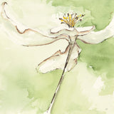 After Dogwood II by Chris Paschke. SKU 39191a. Archival Giclee Fine art print for wall decor.