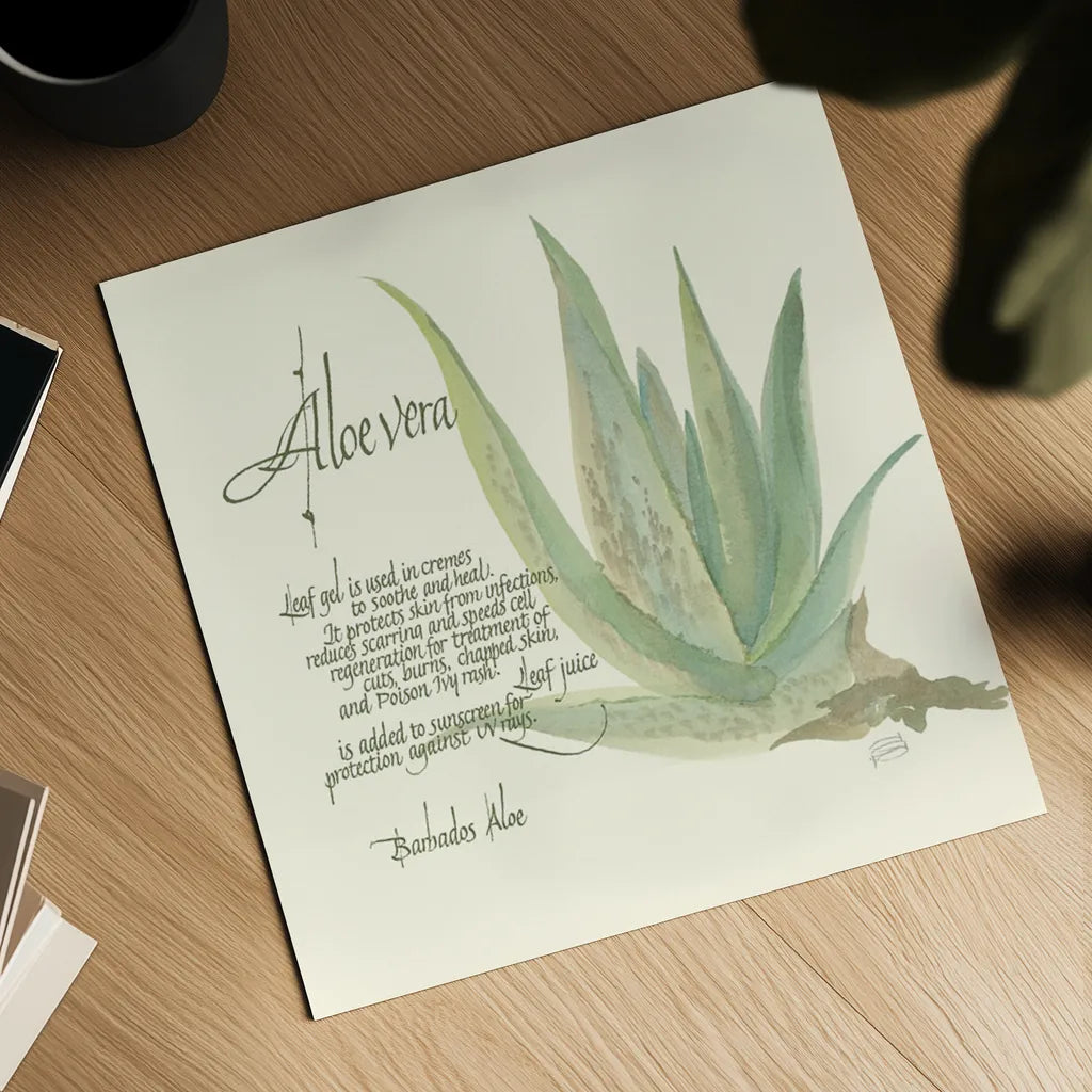 Aloe Vera by Chris Paschke. Shown as a detailed flat fine art print, highlighting archival giclee quality. Available as an archival giclee rolled canvas, fine art paper, or poster print. SKU 1446a.