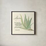 Aloe Vera by Chris Paschke. Shown in a sleek black glass frame for a contemporary gallery look. Available as an archival giclee rolled canvas, fine art paper, or poster print. SKU 1446a.