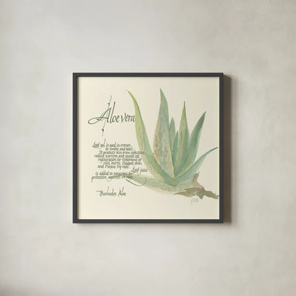 Aloe Vera by Chris Paschke. Shown in a sleek black glass frame for a contemporary gallery look. Available as an archival giclee rolled canvas, fine art paper, or poster print. SKU 1446a.