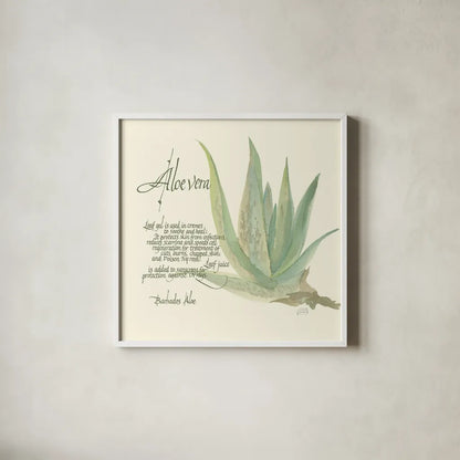 Aloe Vera by Chris Paschke. Shown in a crisp white glass frame for a clean and minimalist style. Available as an archival giclee rolled canvas, fine art paper, or poster print. SKU 1446a.