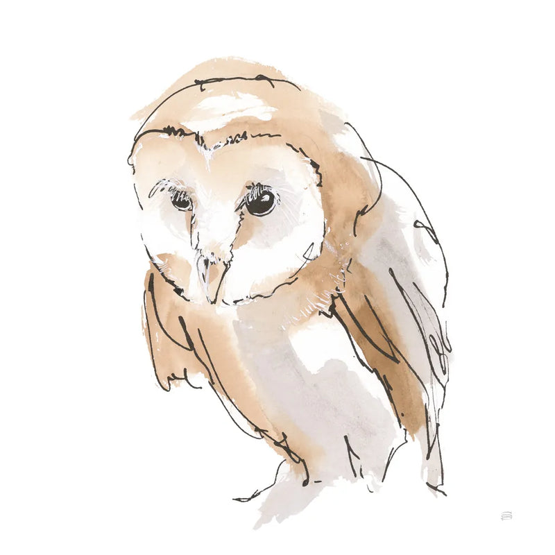 Barn Owl I by Chris Paschke. SKU 66195a. Archival Giclee Fine art print for wall decor.