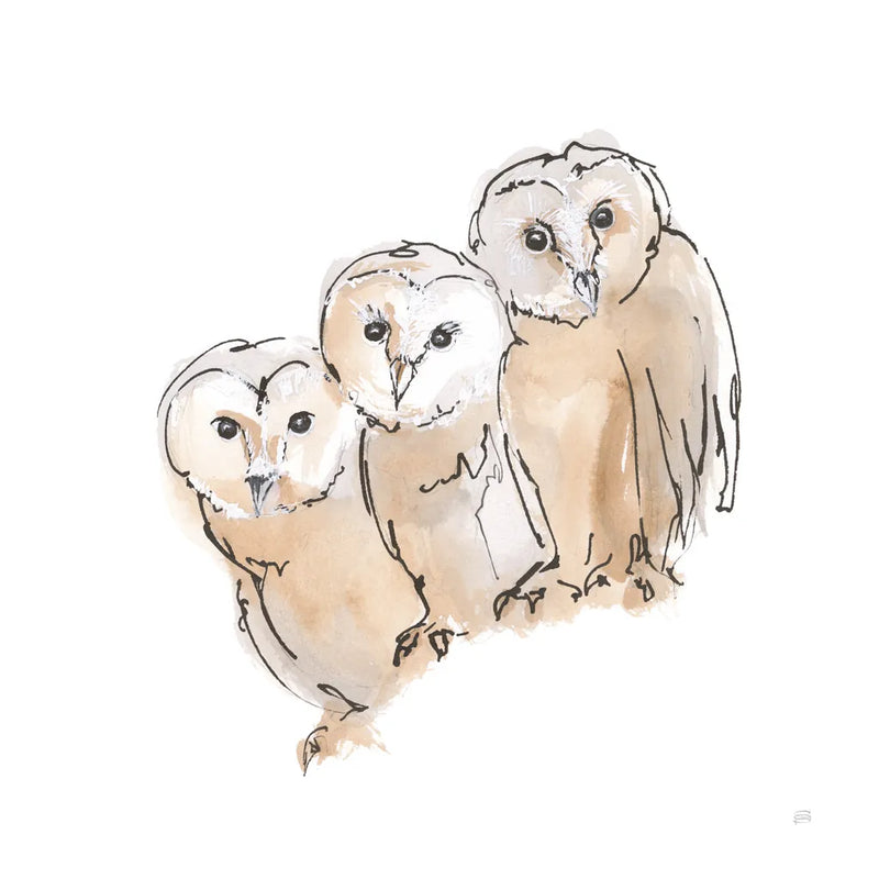 Barn Owl III by Chris Paschke. SKU 66197a. Archival Giclee Fine art print for wall decor.
