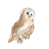 Barn Owl IV by Chris Paschke. SKU 66198a. Archival Giclee Fine art print for wall decor.