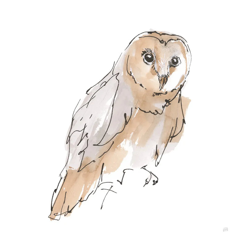 Barn Owl VI by Chris Paschke. SKU 66200a. Archival Giclee Fine art print for wall decor.